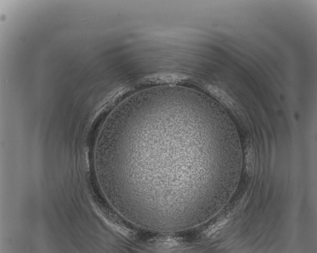 X0000066950254200603311449