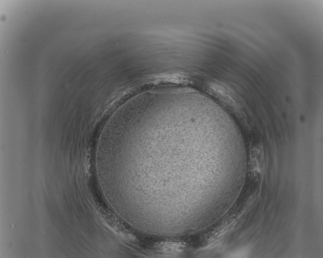 X0000066950255200603311449