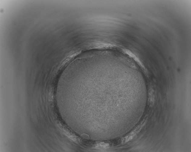 X0000066950257200603311449