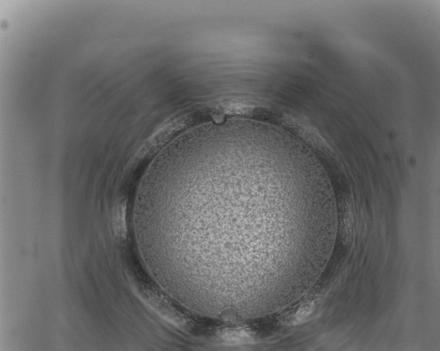 X0000066950262200603311449