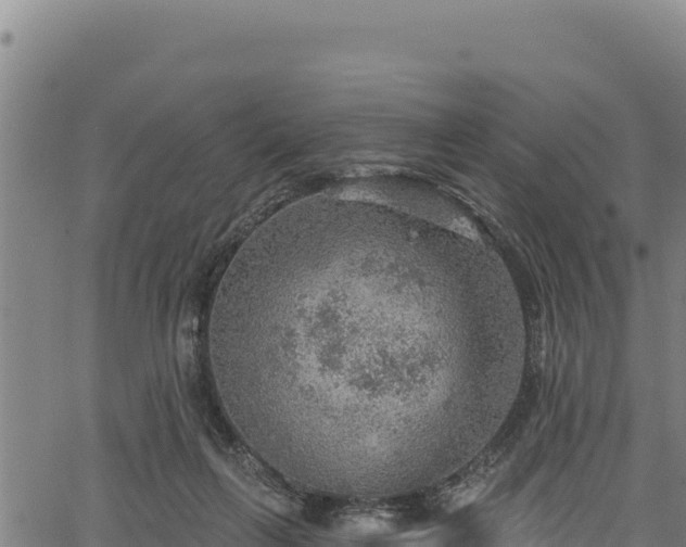 X0000066950263200603311449