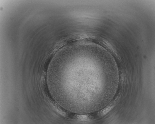 X0000066950265200603311449