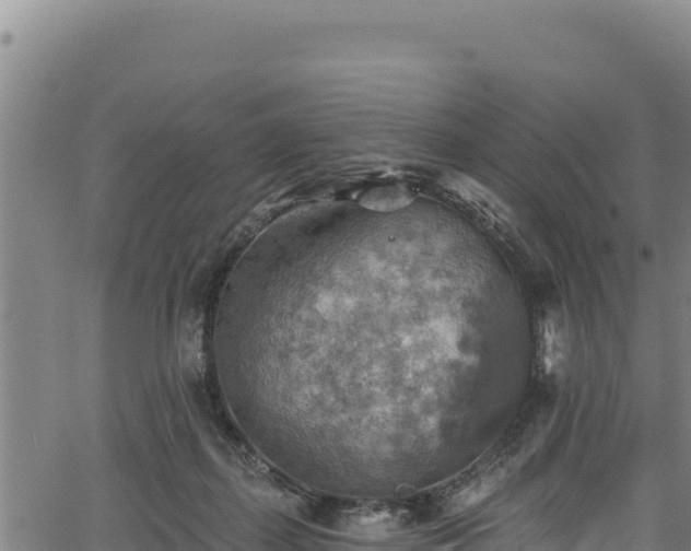 X0000066950267200603311449