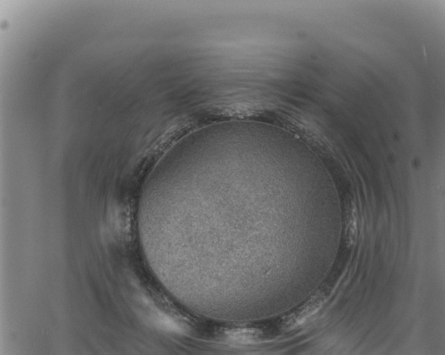 X0000066950268200603311450