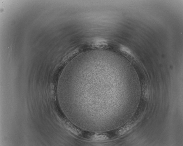 X0000066950270200603311450