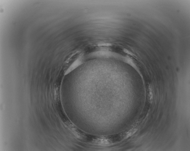 X0000066950276200603311450