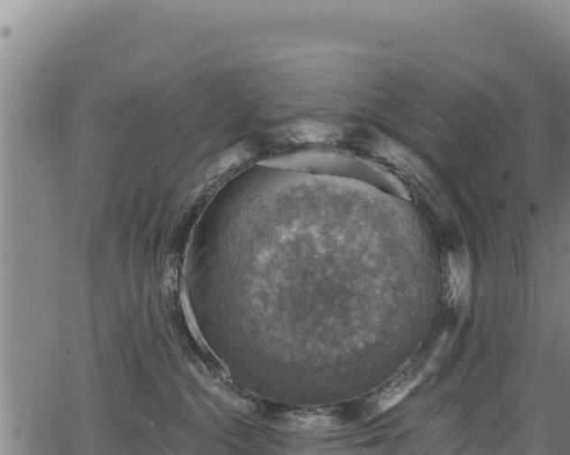 X0000066950284200603311450