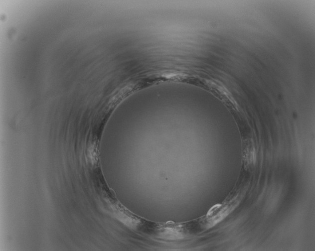 X0000066950285200603311450