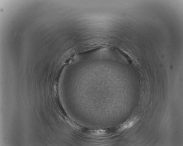 X0000066950288200603311450