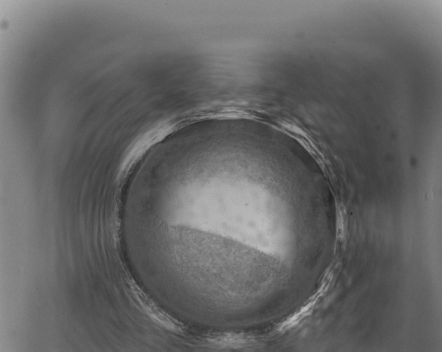 X0000066950293200603311449