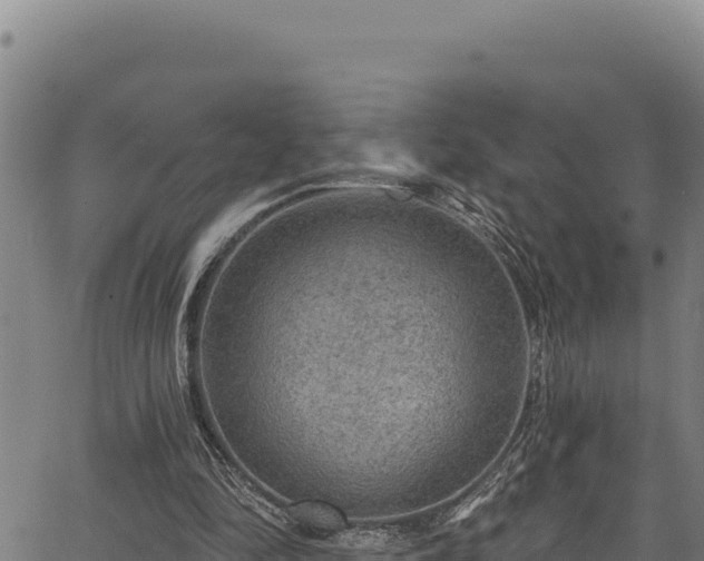 X0000066950294200603311449