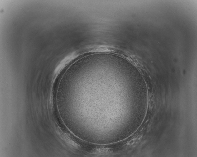 X0000066950296200603311449