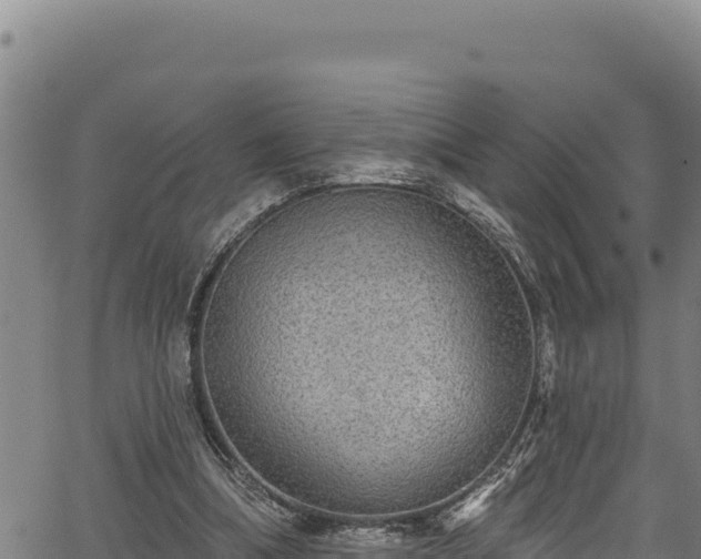 X0000066950298200603311449