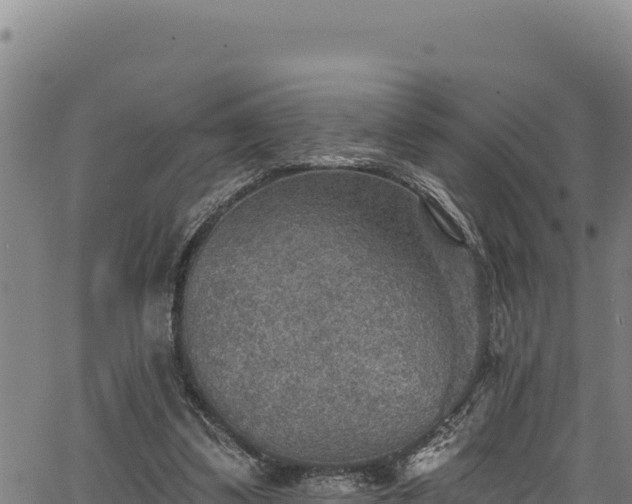 X0000066950299200603311449