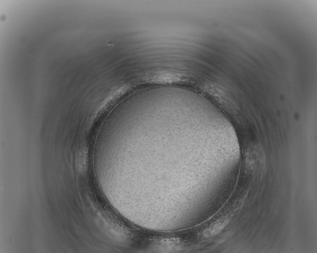 X0000066950304200603311449