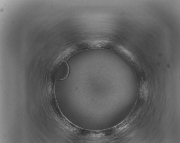 X0000066950314200603311449