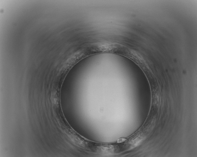 X0000066950317200603311449