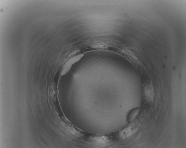 X0000066950322200603311449