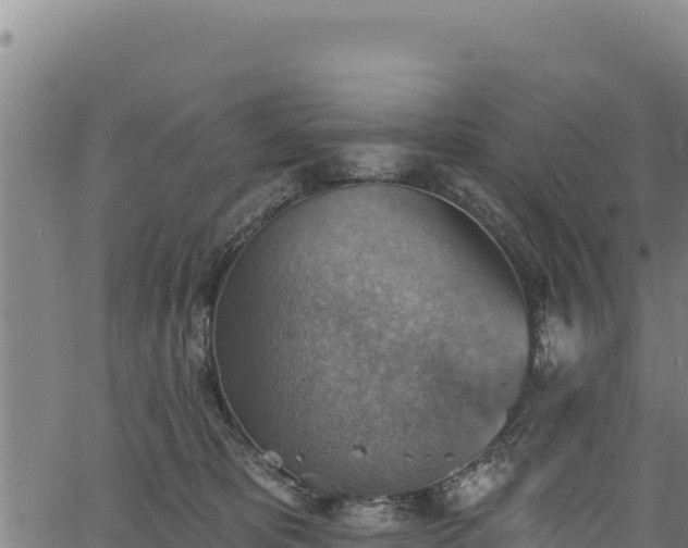 X0000066950325200603311448