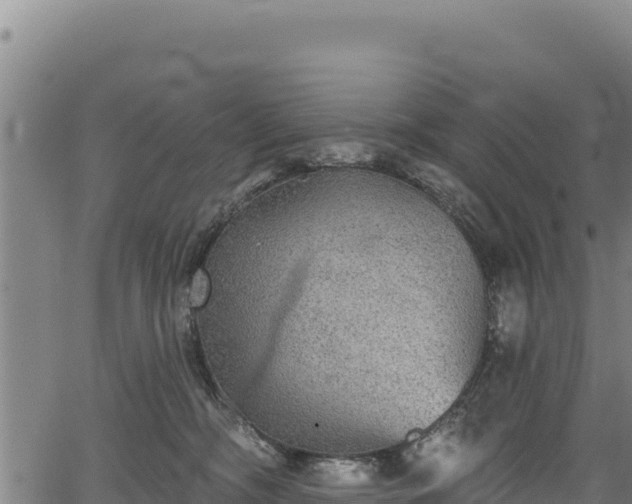 X0000066950326200603311448