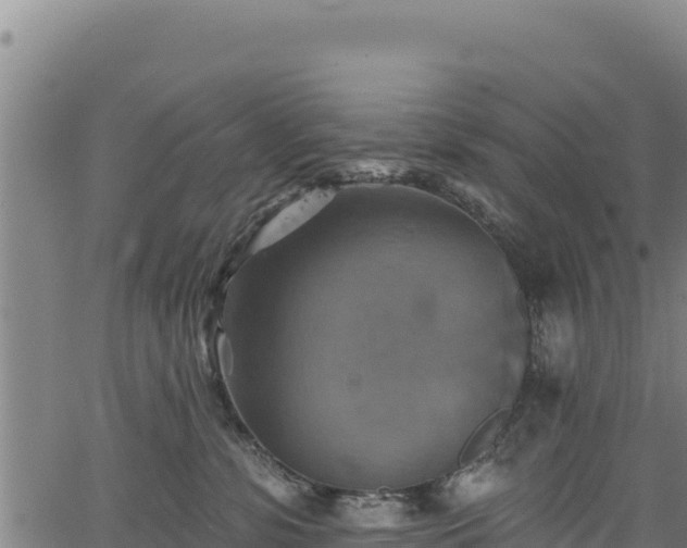 X0000066950331200603311448