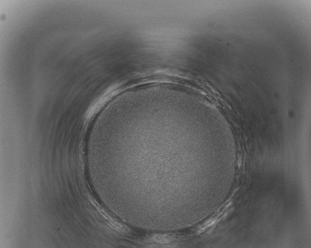 X0000066950341200603311448