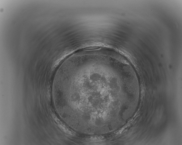 X0000066950345200603311448