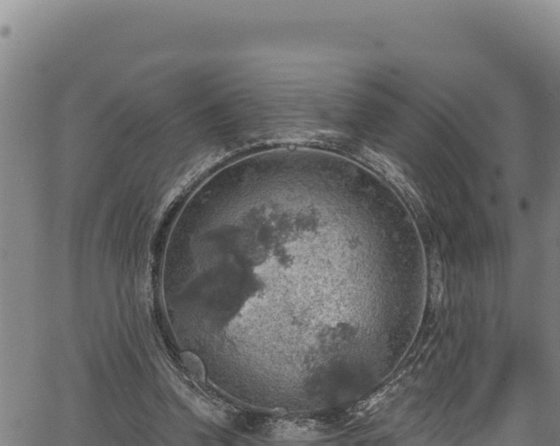 X0000066950346200603311448