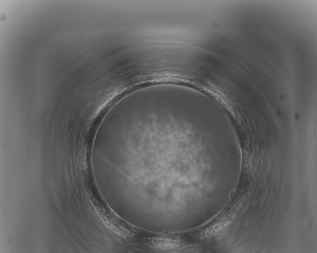 X0000066950347200603311448