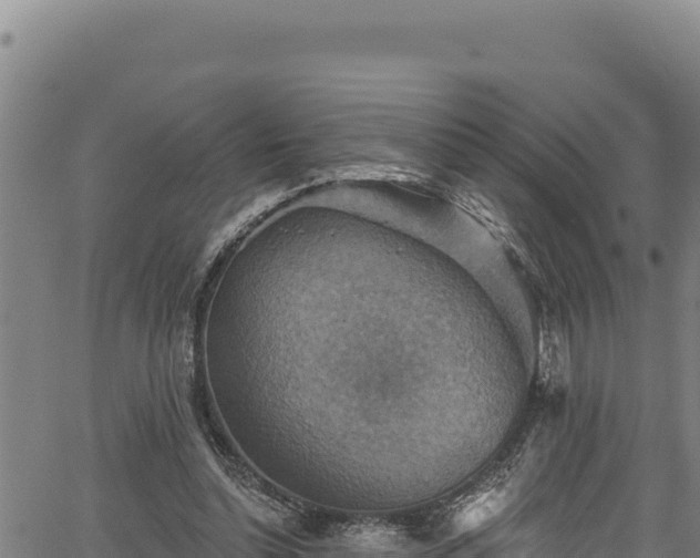 X0000066950348200603311448