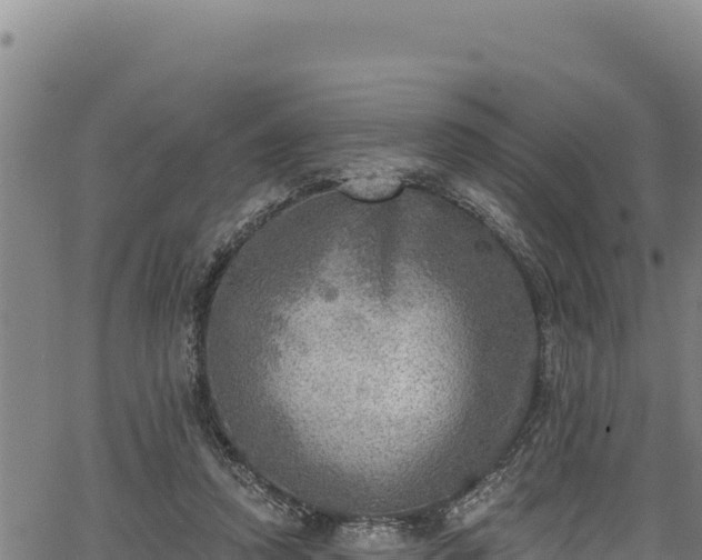 X0000066950354200603311448