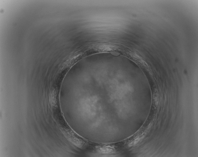 X0000066950359200603311448