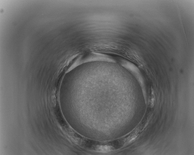 X0000066950360200603311448