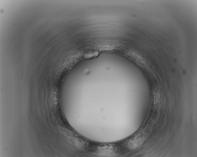 X0000066950362200603311448