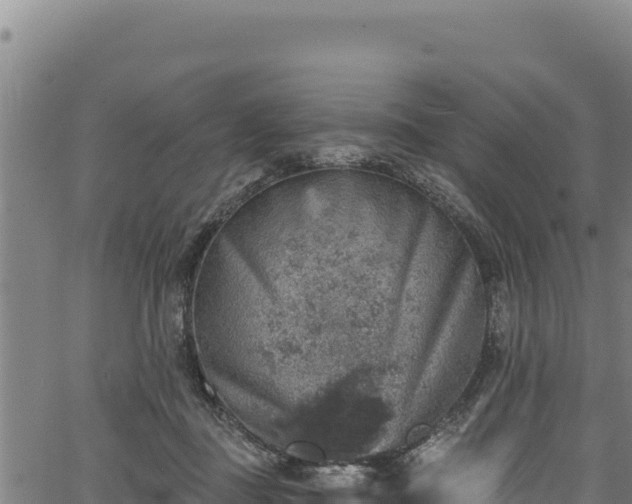 X0000066950363200603311448