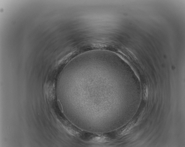 X0000066950364200603311448