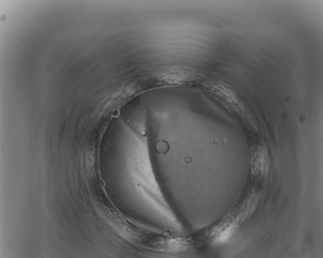 X0000066950365200603311448