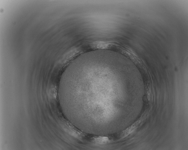 X0000066950374200603311448