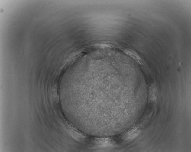 X0000066950377200603311448