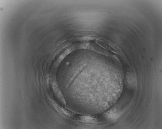 X0000066950380200603311448