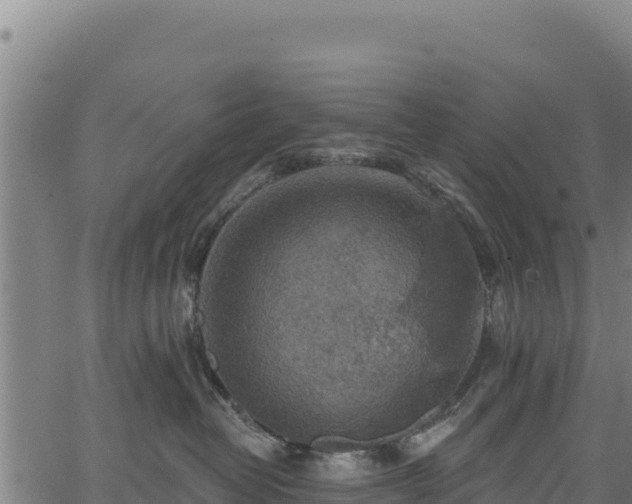 X0000066950382200603311448