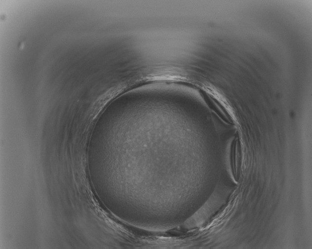 X0000066950385200603311447