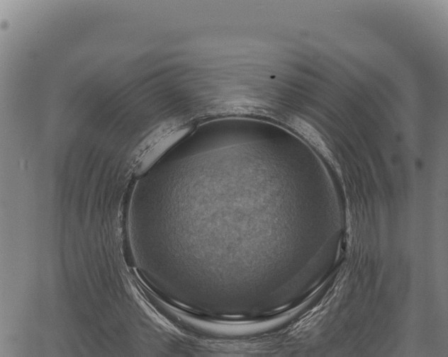 X0000066950389200603311447