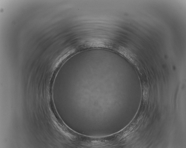 X0000066950390200603311447