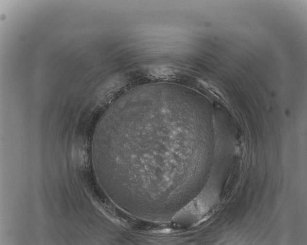 X0000066950408200603311447