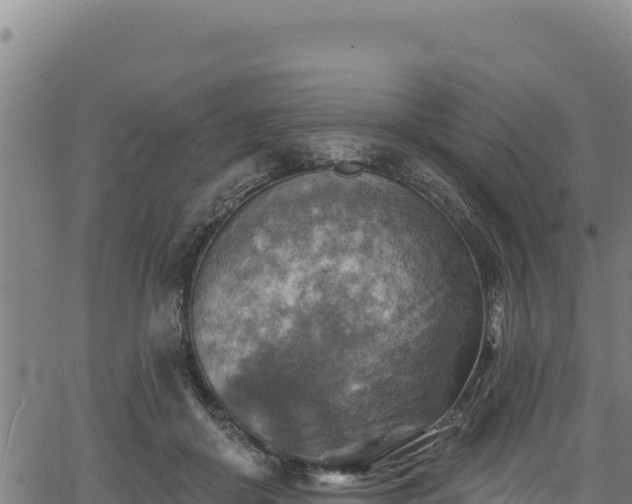 X0000066950410200603311447