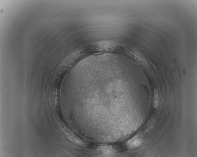 X0000066950413200603311447