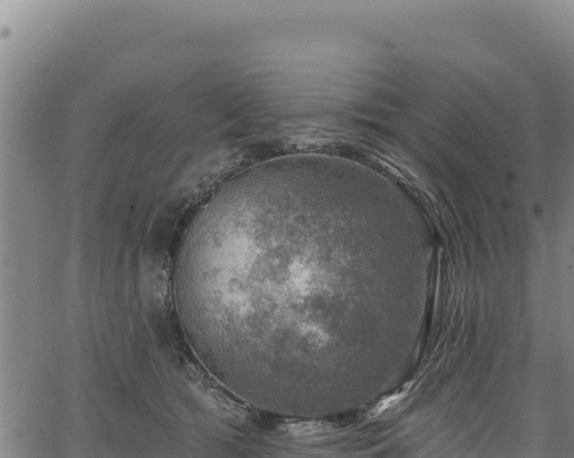 X0000066950417200603311447