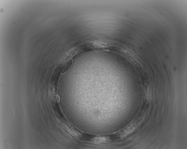 X0000066950418200603311447