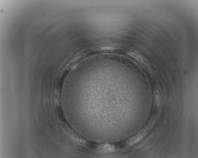 X0000066950421200603311447